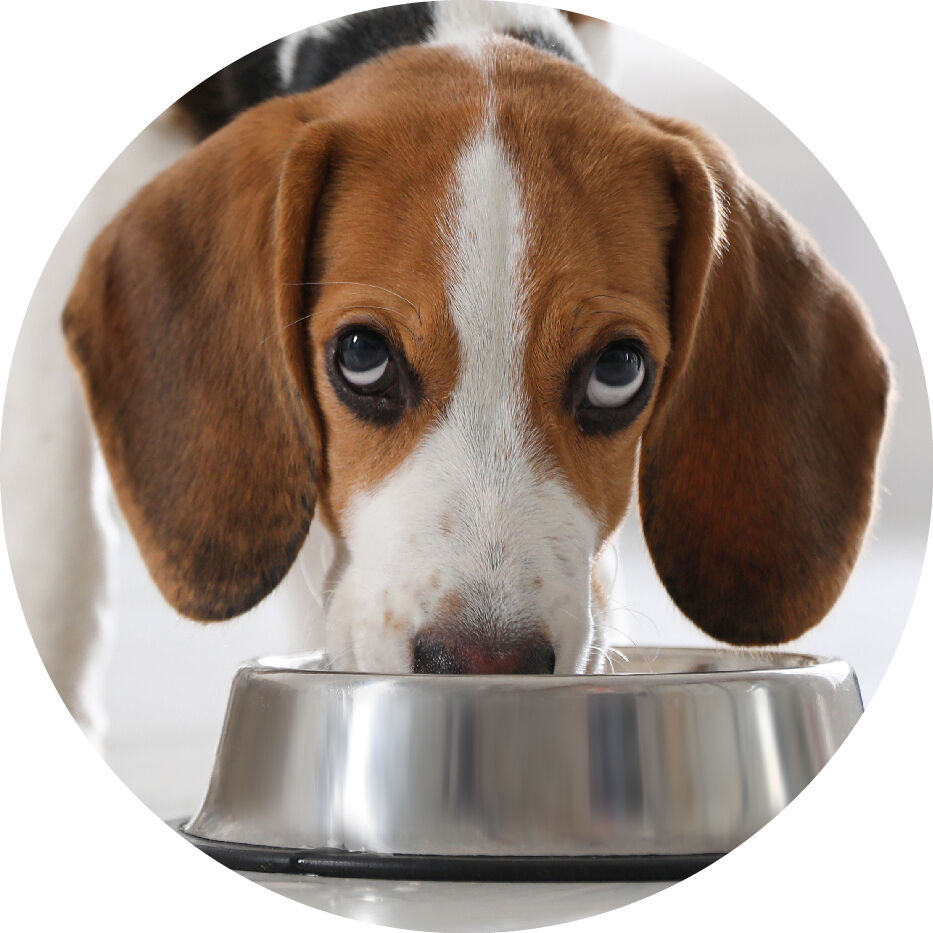 dog looking up while eating out of a bowl